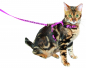Preview: Katzengeschirr mit Leine 120cm x 10mm, pink