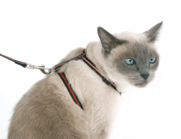 Set aus Halsband, Geschirr und Leine f. Katzen, reflektierend
