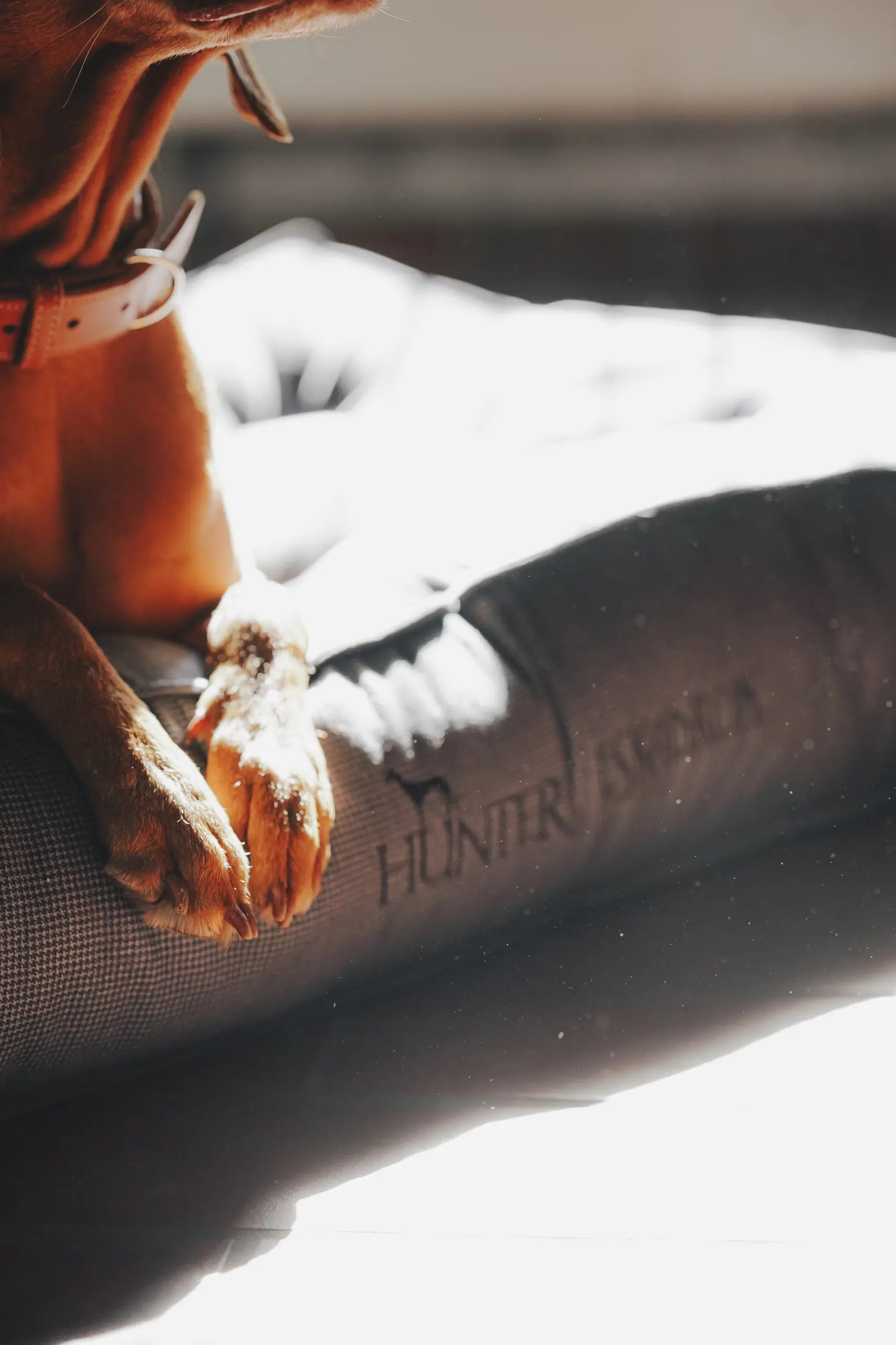 Hundebett CHESTER
