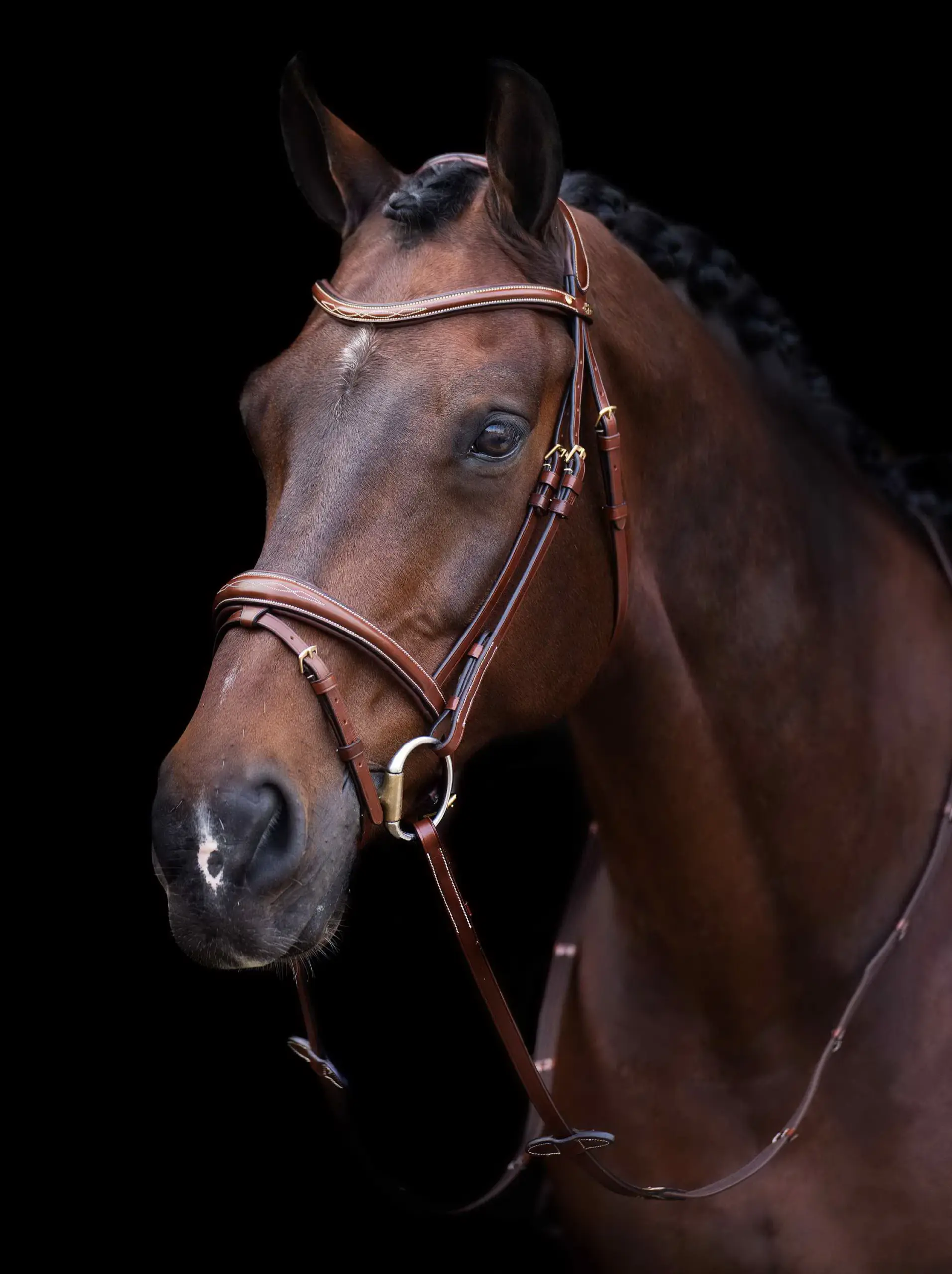 Bridle HVP-Legacy