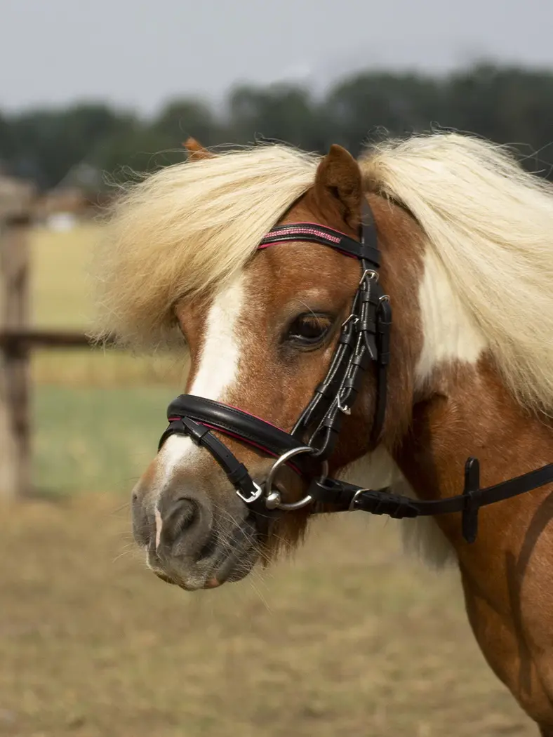 Bridle LITTLE
