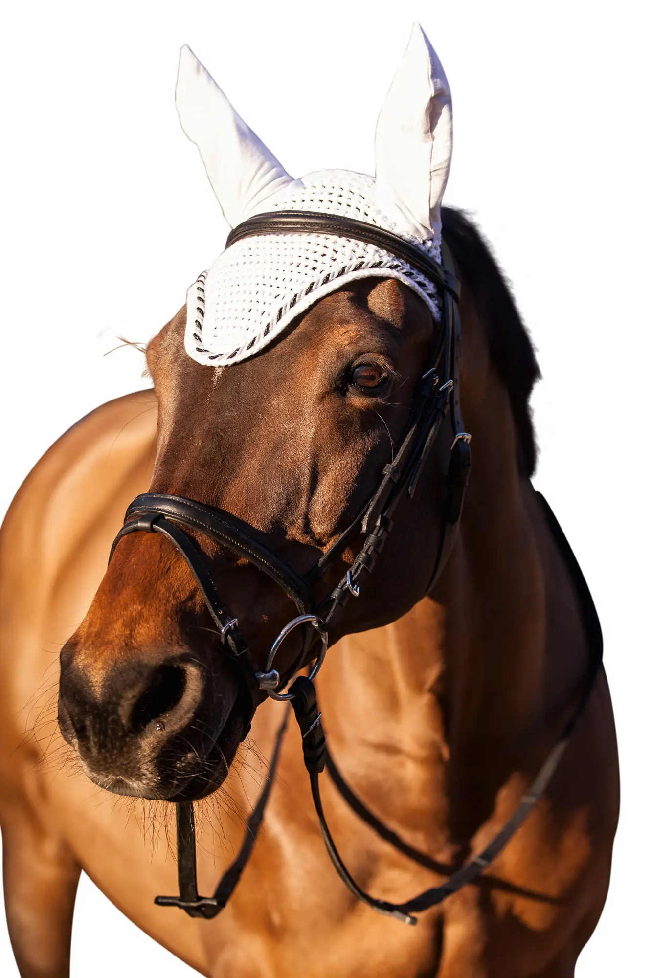Fliegenhaube Classic