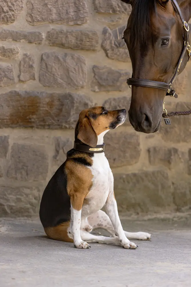 dog set LEATHER CORE