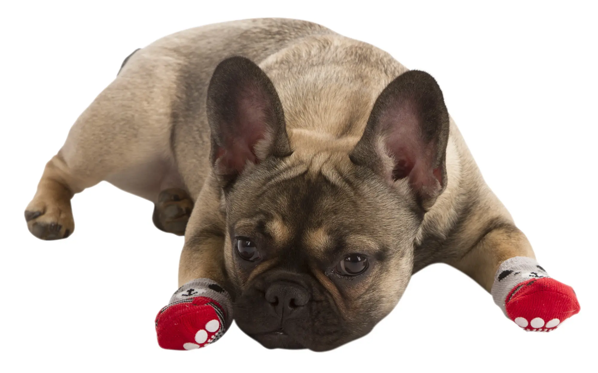 Hundesocken Bruno