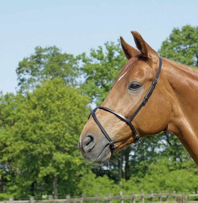 BUSSE Cross-over Noseband MEXICO