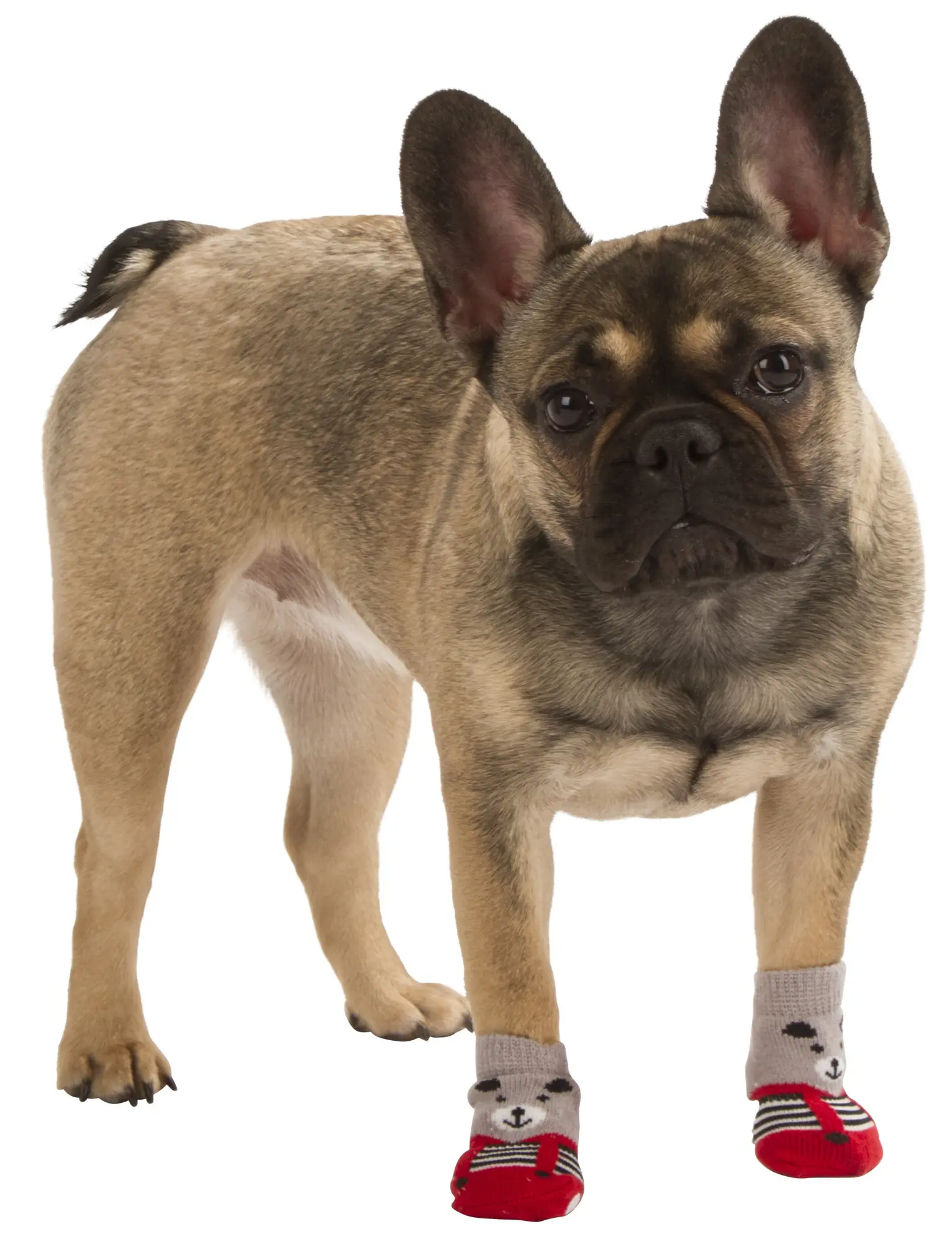 Dog Socks Bruno