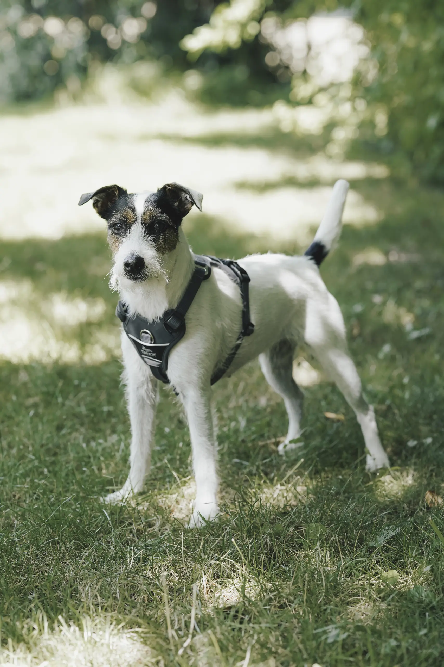 Dog harness MOTION