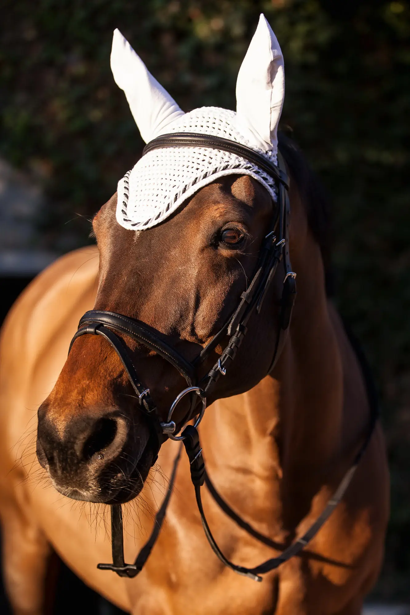 Fliegenhaube Classic