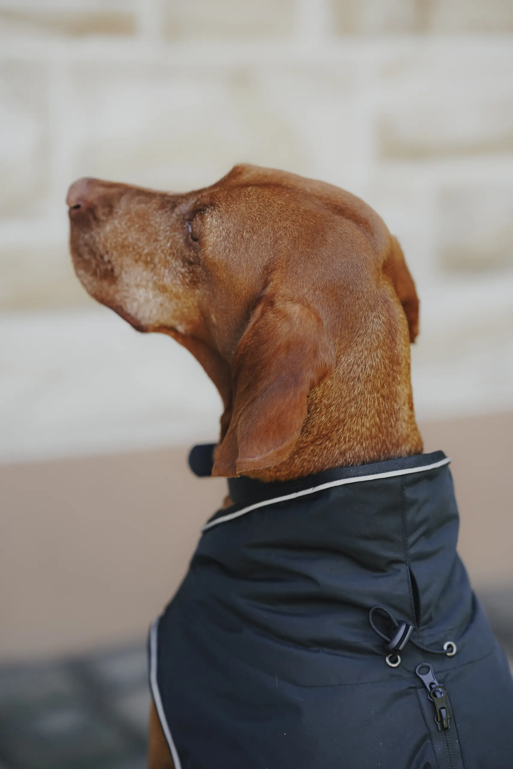 Hunde Wintermantel VARIO