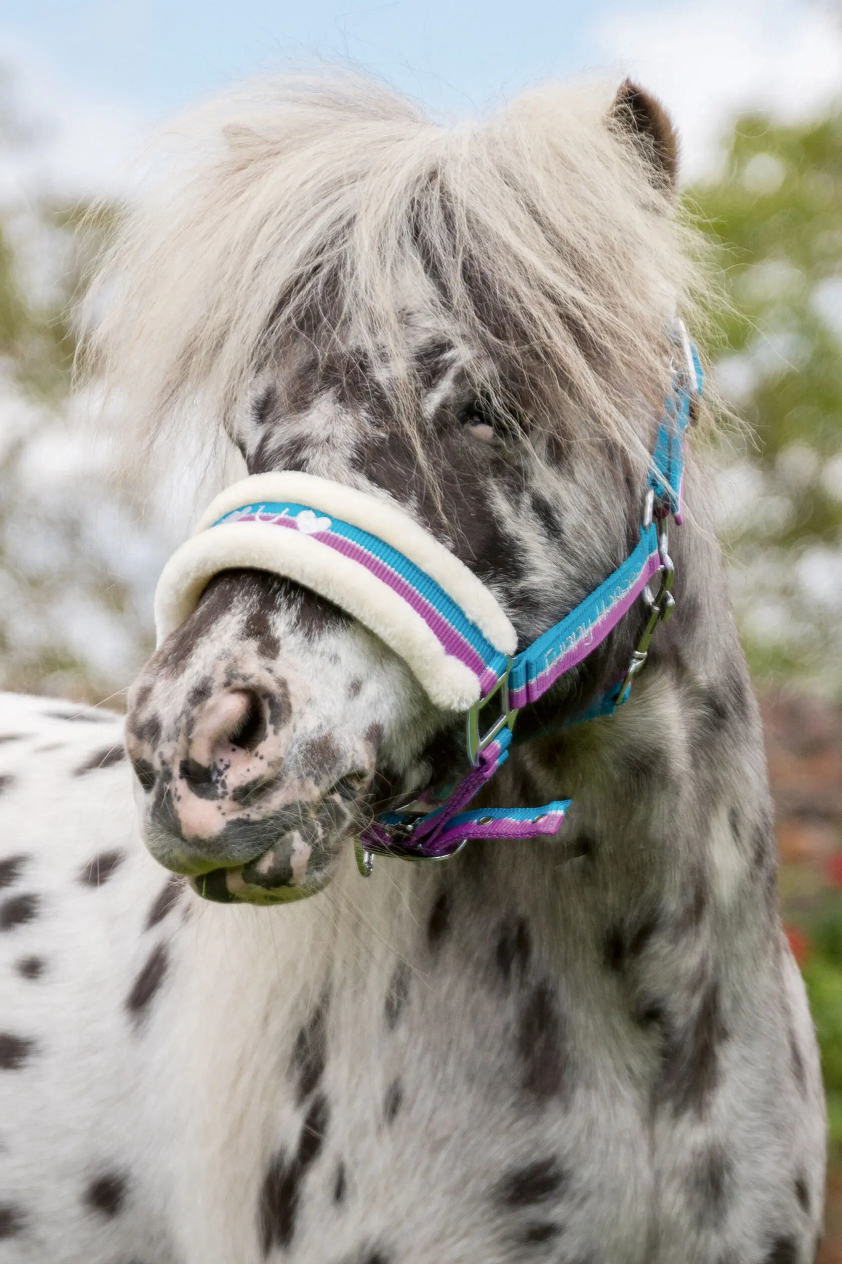 Halfter -Funny Horses-