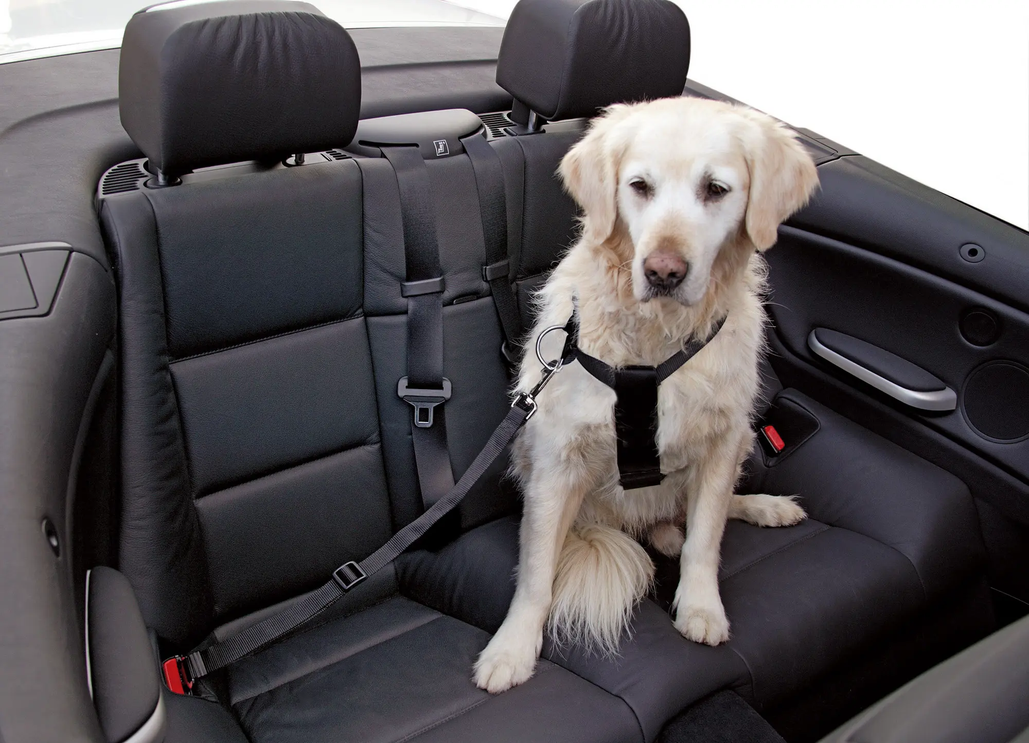 Autohundegeschirr schwarz, größenverstellbar