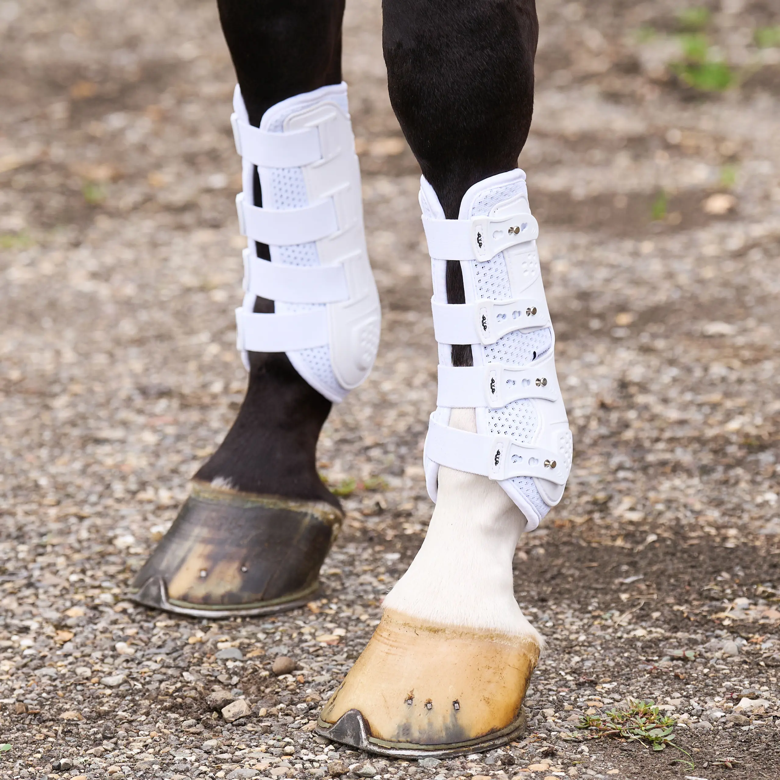 Dressage boots HVPPro Movement Winter 2025