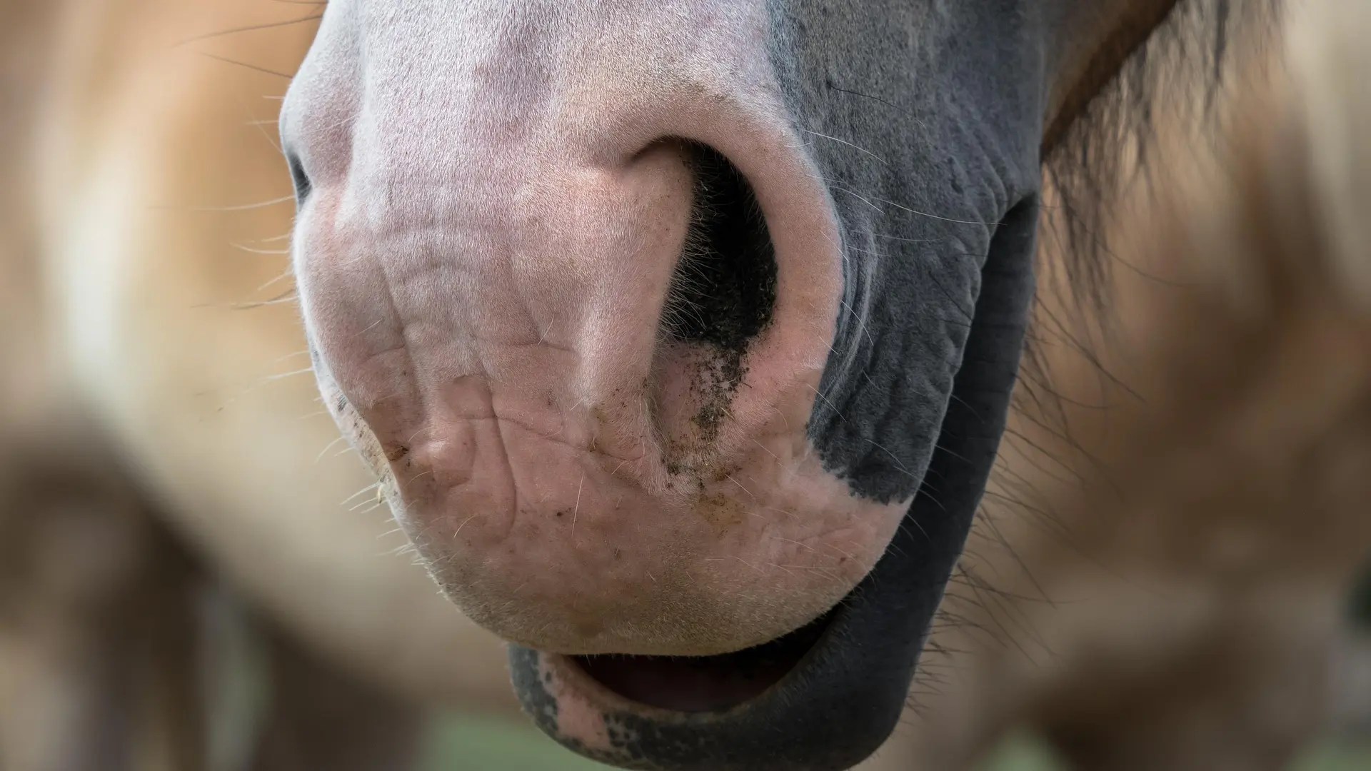 Nahaufnahme einer hellen, wenig pigmentierten Pferdehaut oder Nüsternpartie