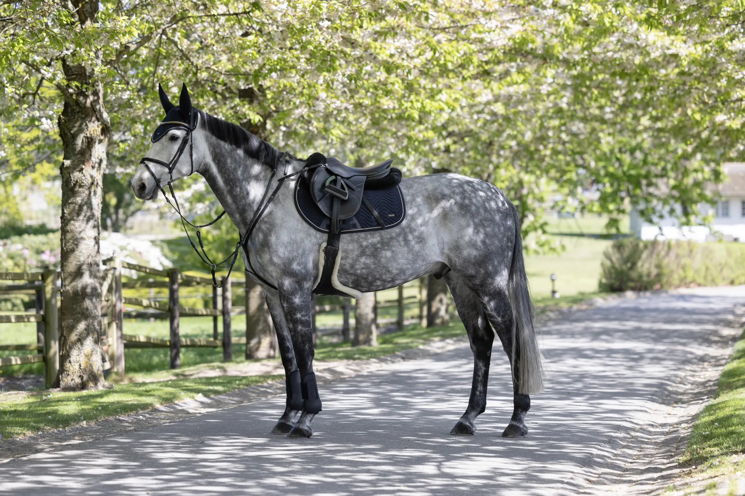 Jumping Saddle Pad KLLucca summer 2026