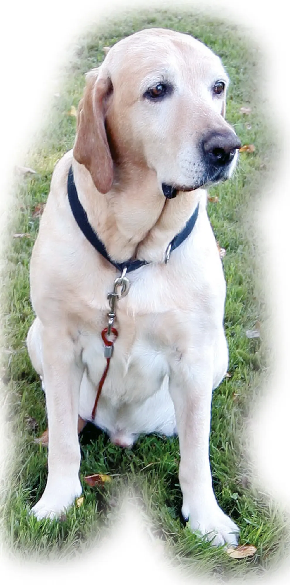 set yard lead, long leash 15m+ yard lead 3m+traction release