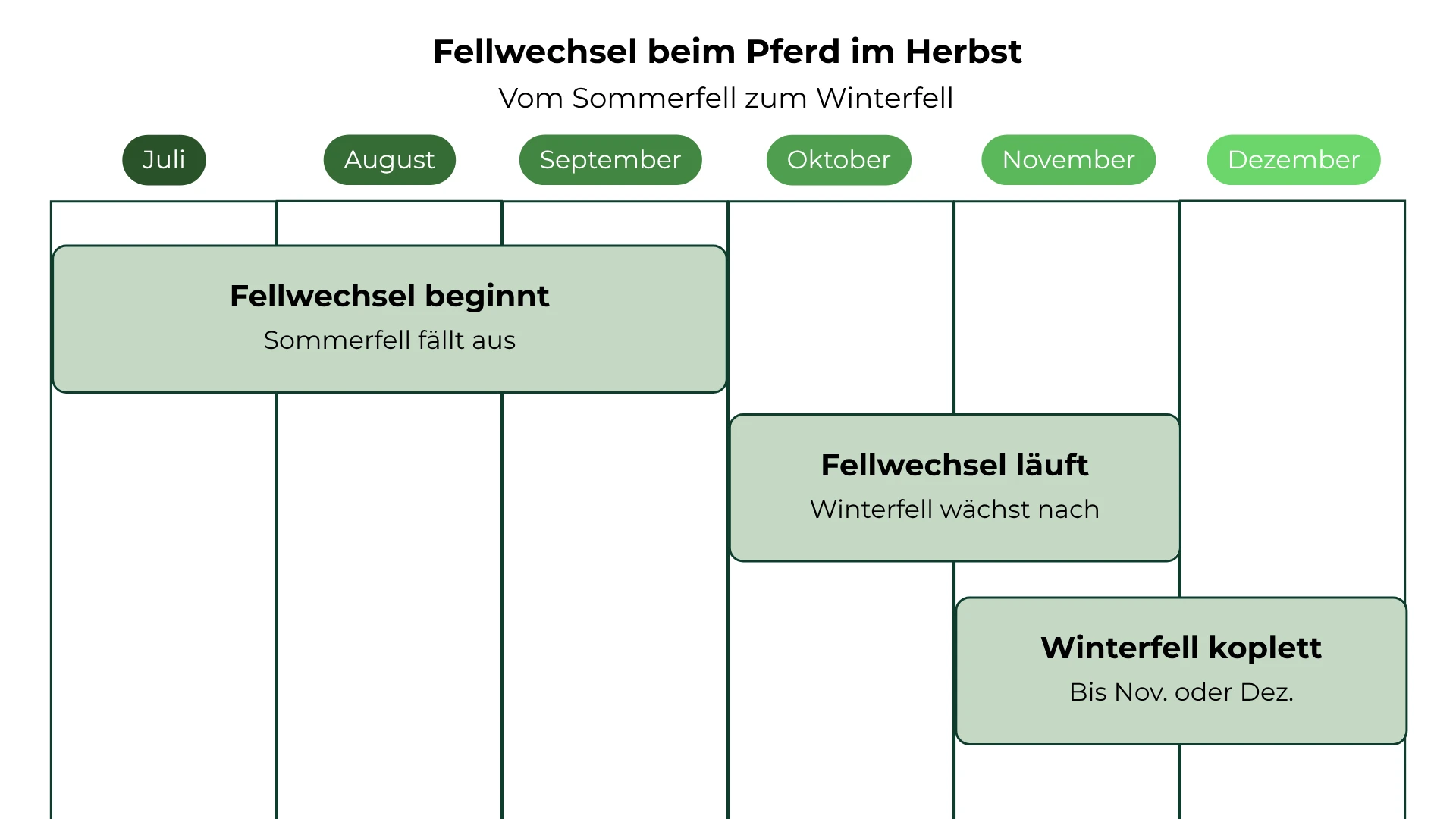 Infografik zum Fellwechsel beim Pferd von Juli bis Dezember