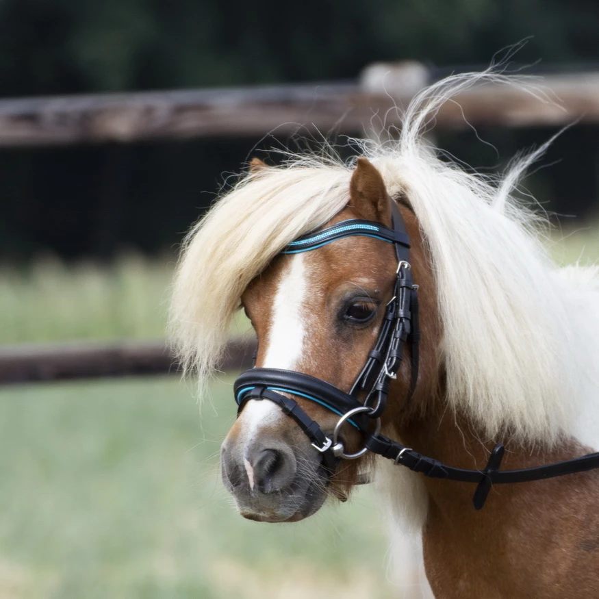Bridle LITTLE