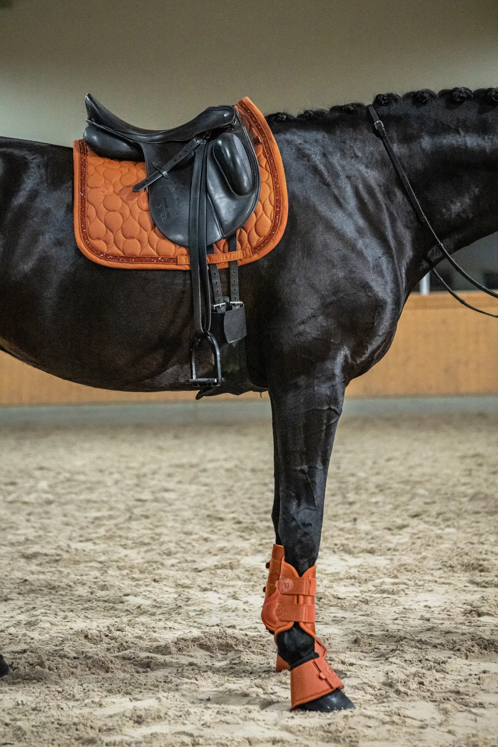 Saddle Cloth SPARKLE JEWEL Platinum 2026