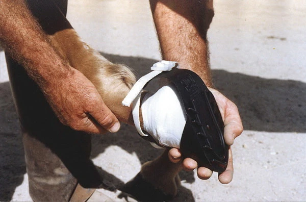 Shoof´s horse shoe