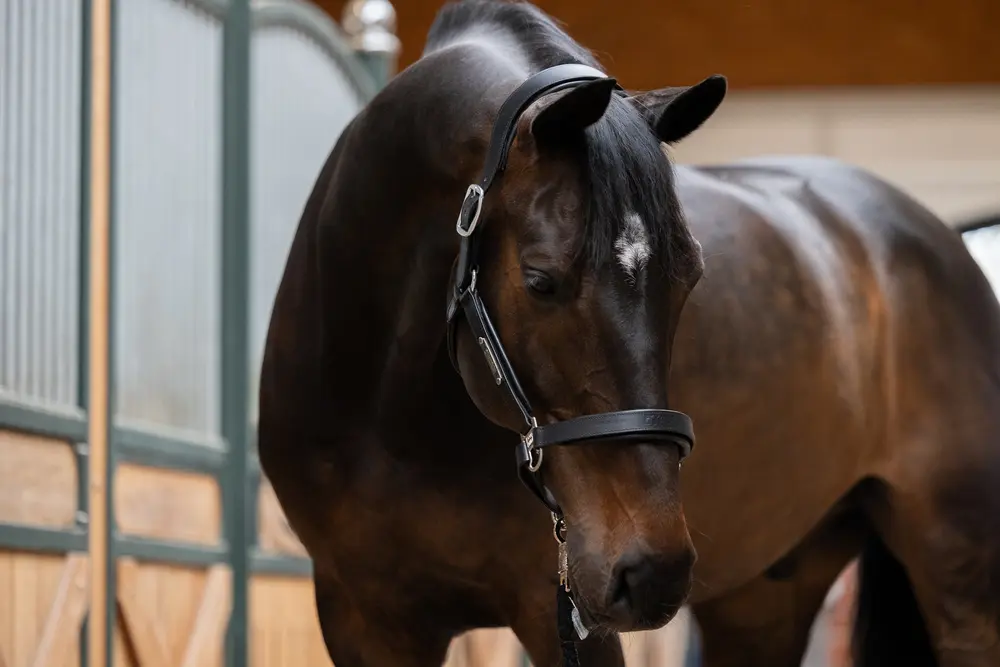 headcollar LEATHER STALLION CORE