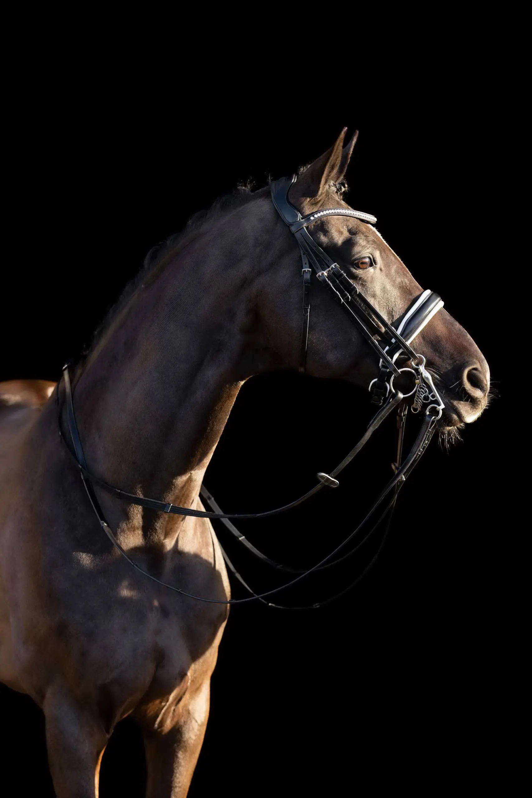 Weymouth bridle HVP-Legacy deluxe