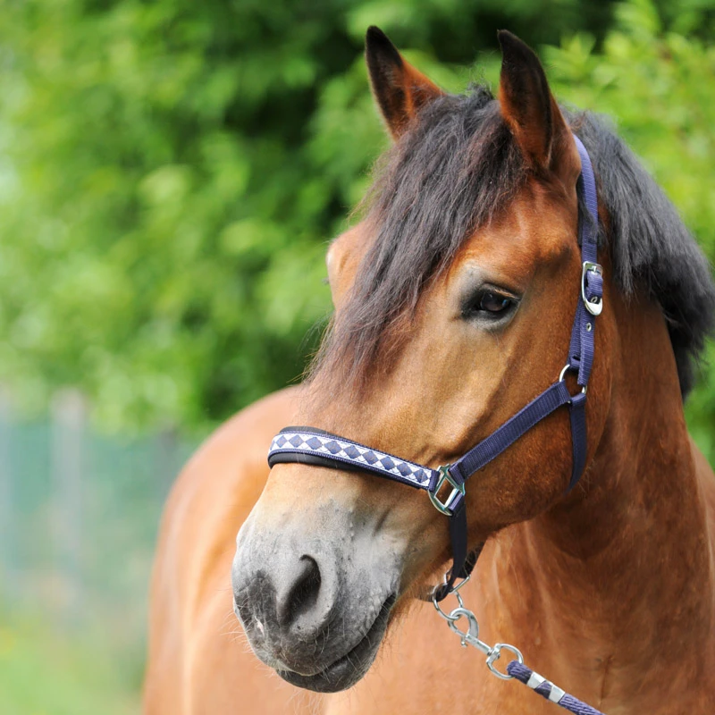 halter Draft Horse-Classic