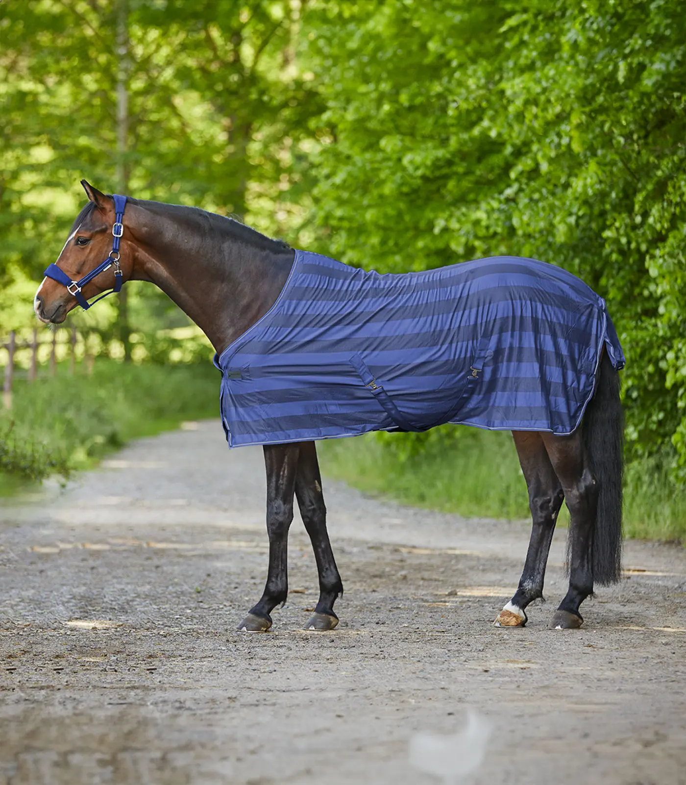 Fly blanket Economic