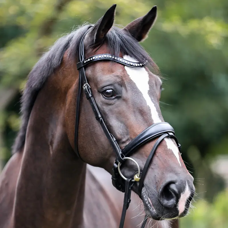 bridle MIA crank nb. with flash