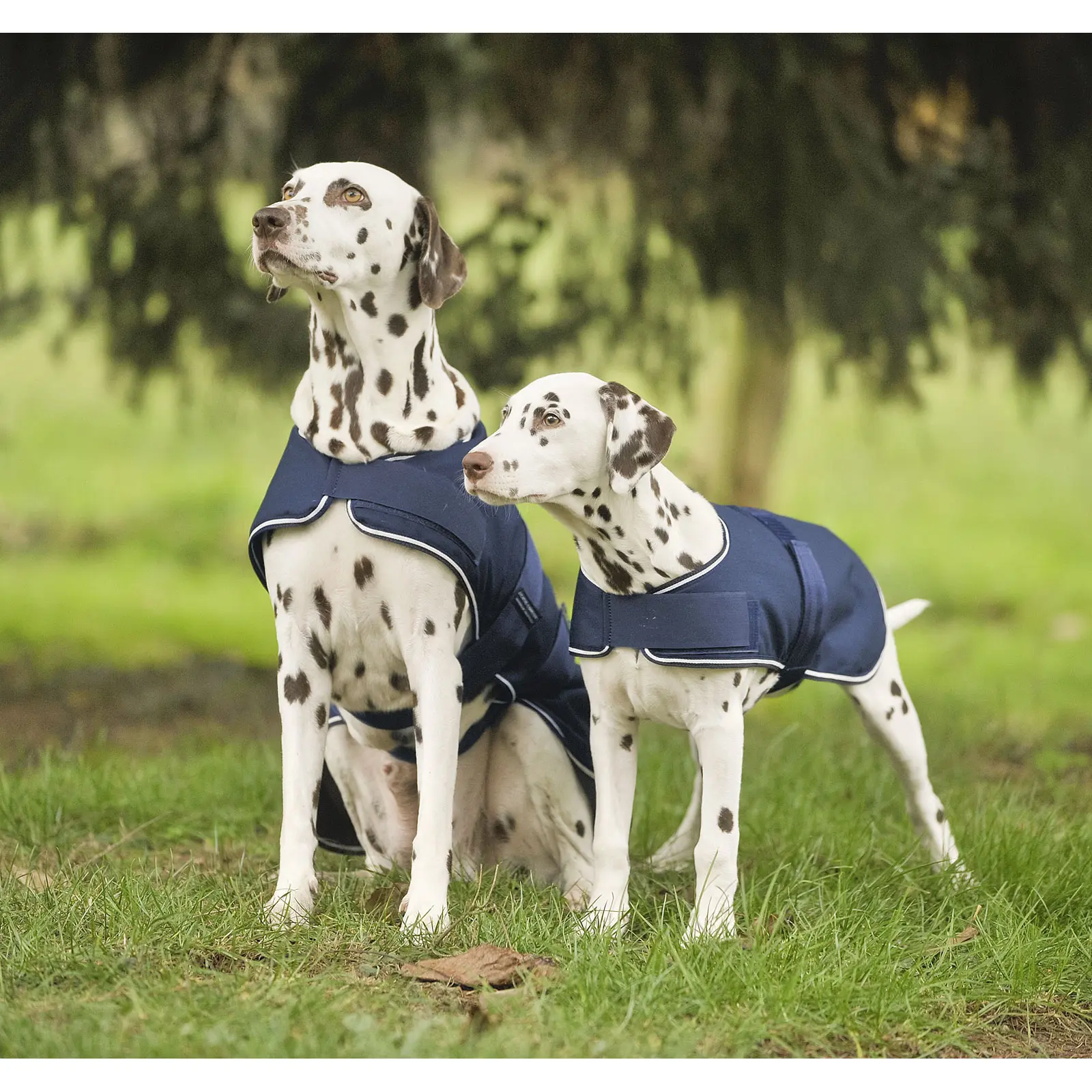 Dog Raincoat
