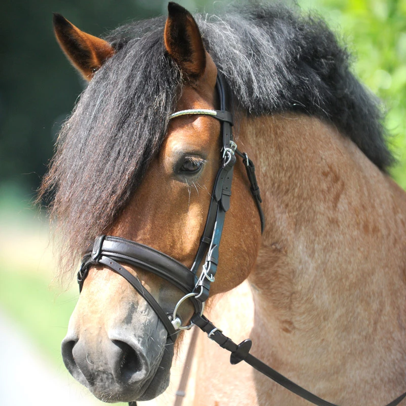 Trense CLINCHESSE mit eng.komb. Reithalfter