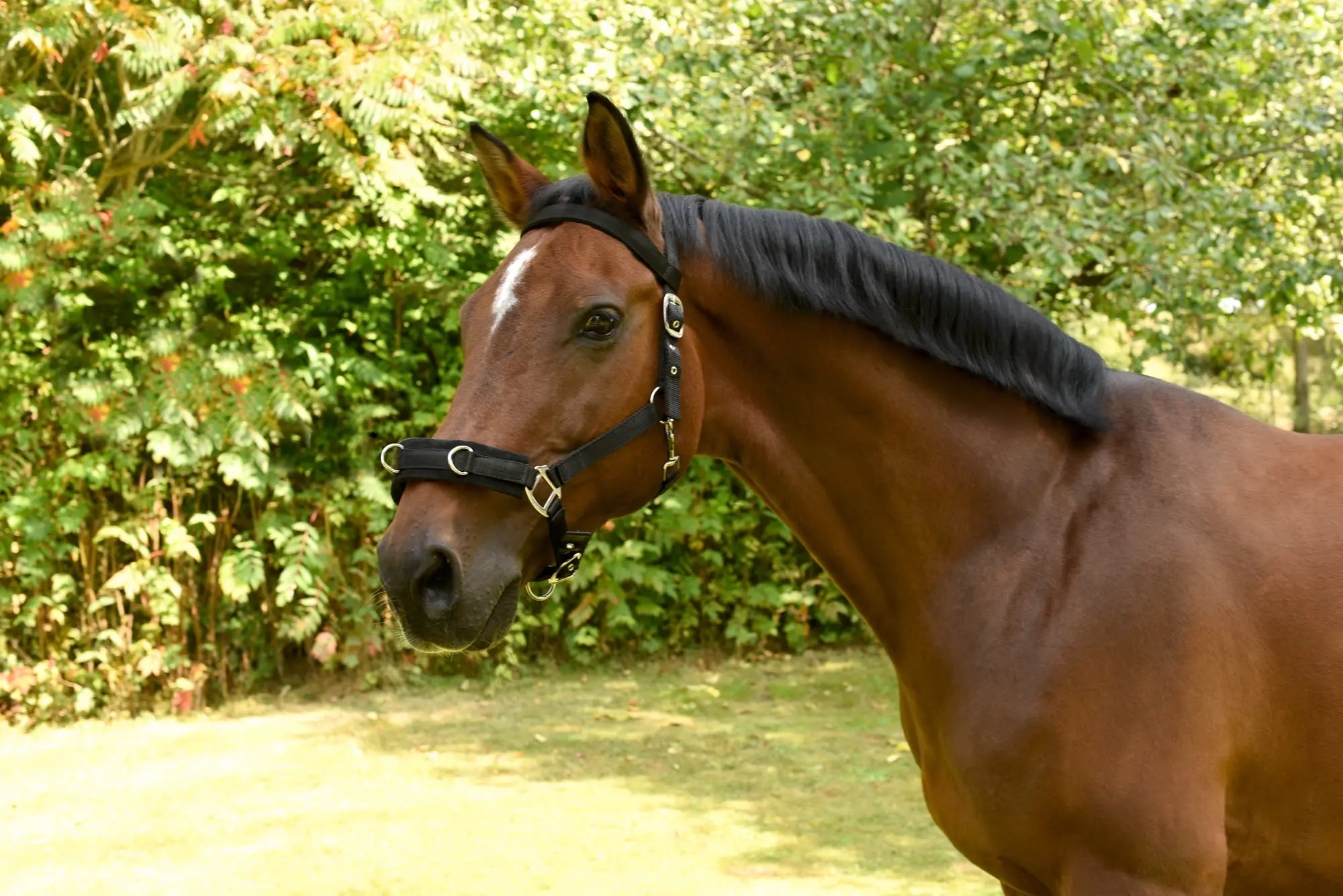 Lunge halter, black, Cob