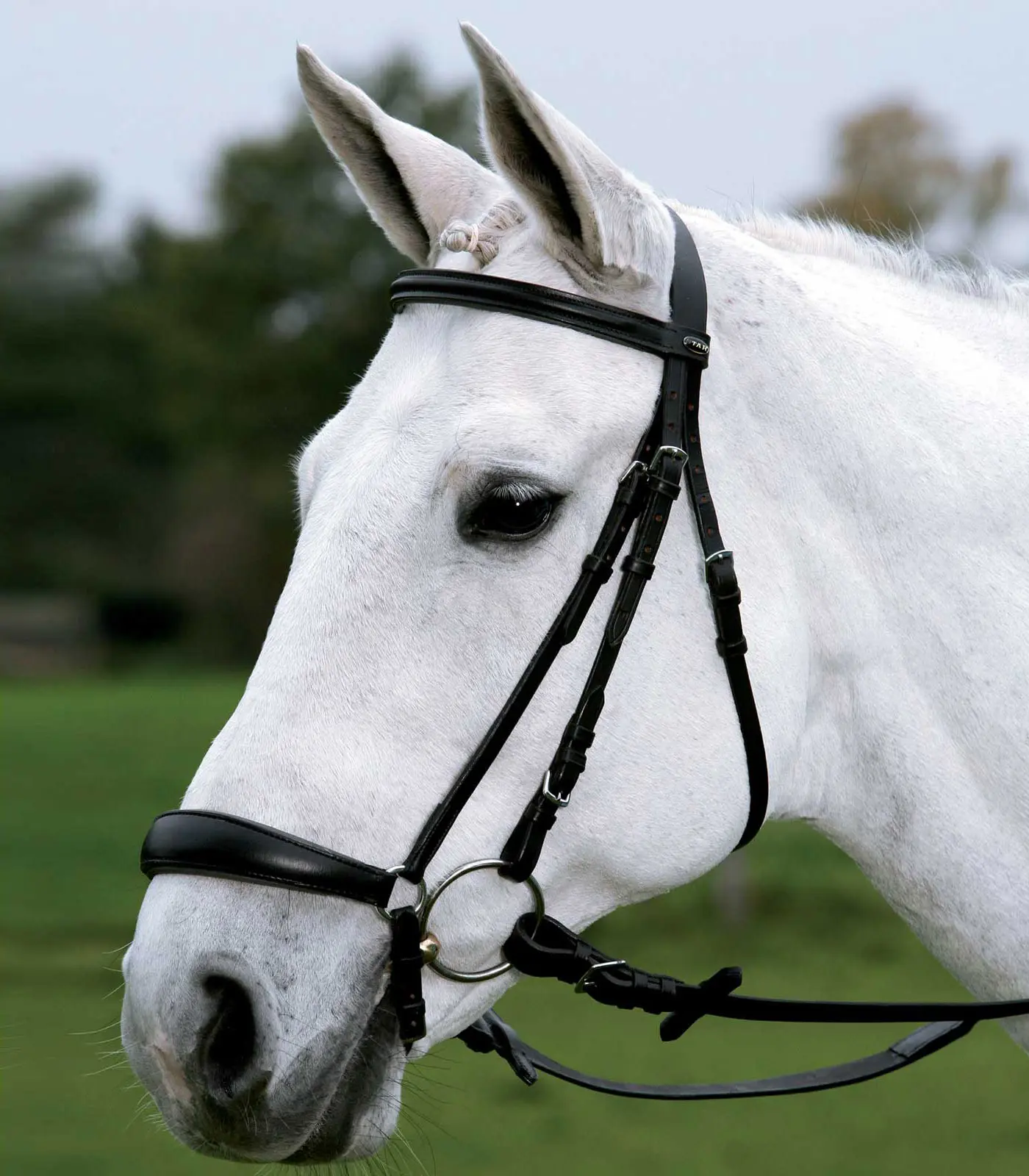 STAR Bridle Hannover