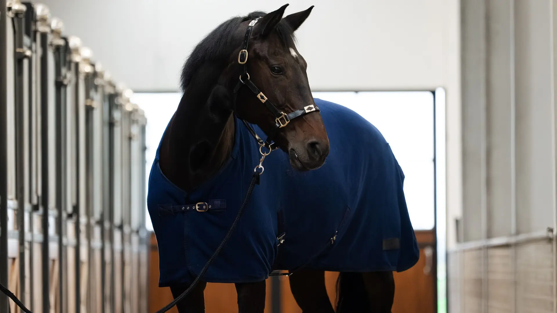 Pferd mit Abschwitzdecke in der Stallgasse