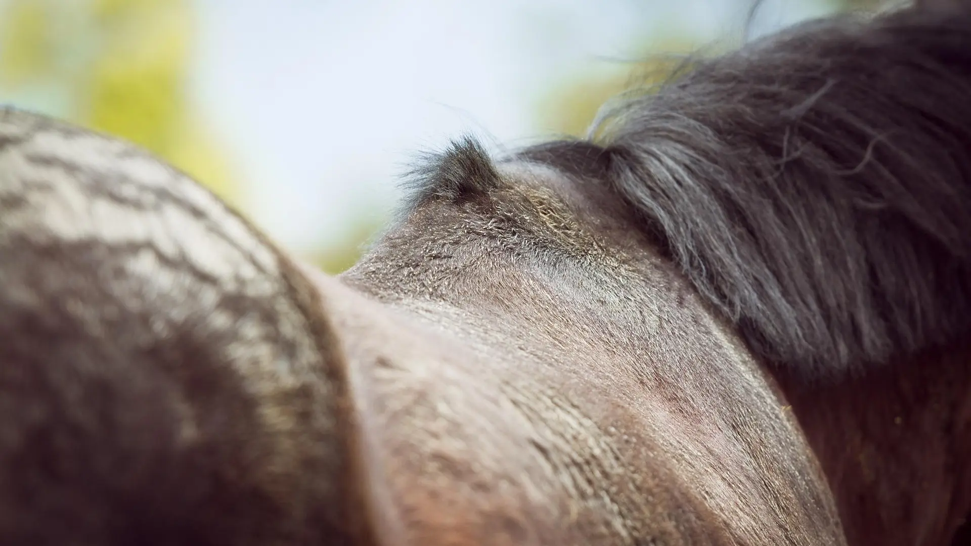 Kissing Spines beim Pferd: Was steckt dahinter?