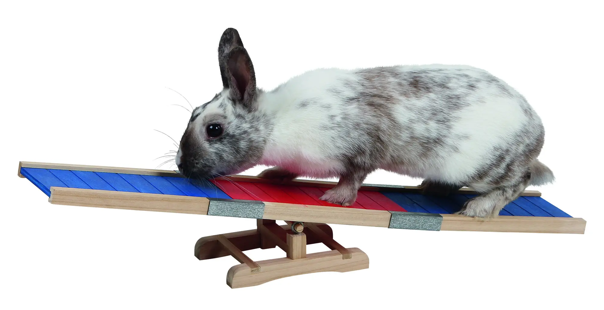 Agility Wippe 60x18x12 cm