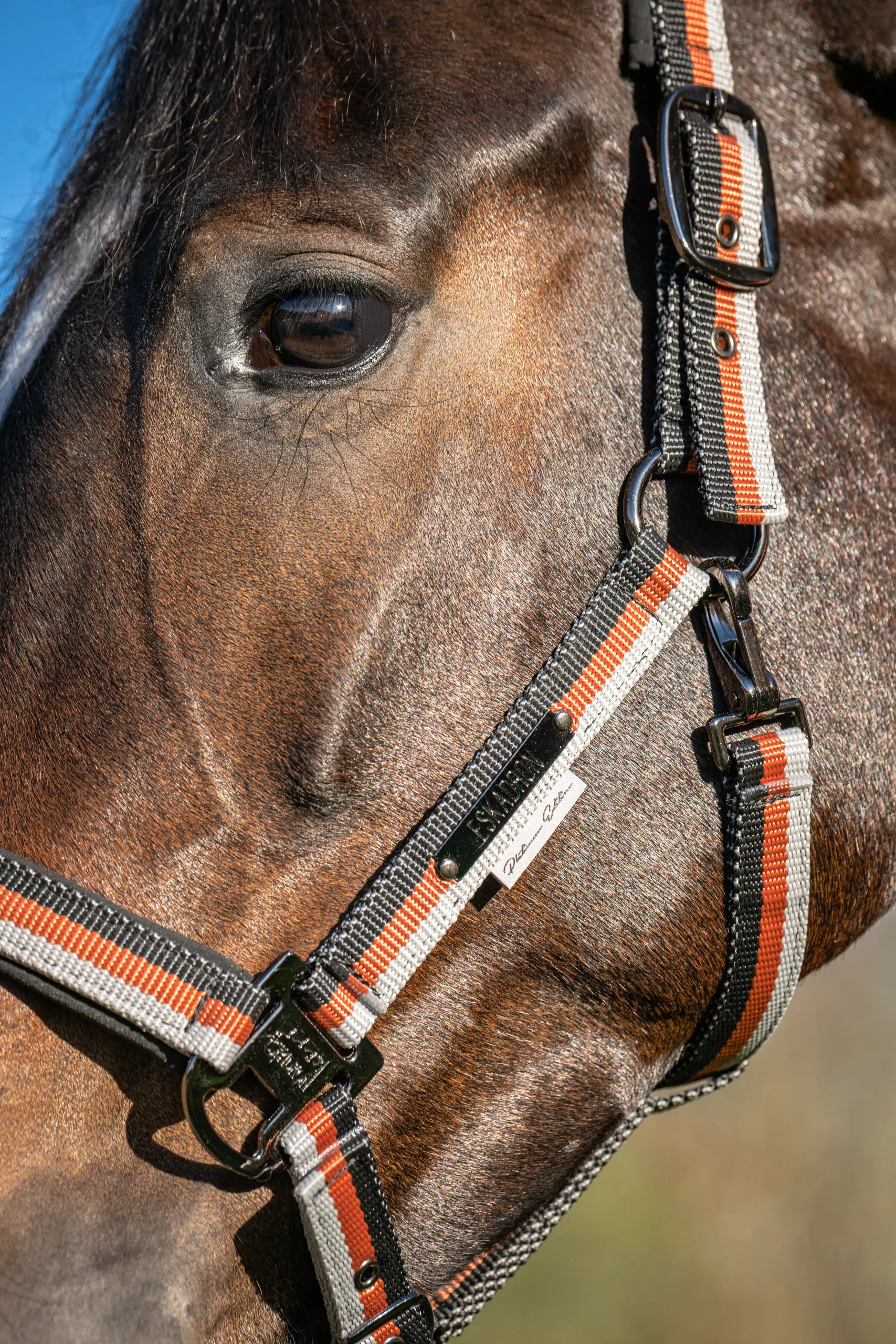 Headcollar GIRTH LIGHT DOUBLE PIN Platinum 2026