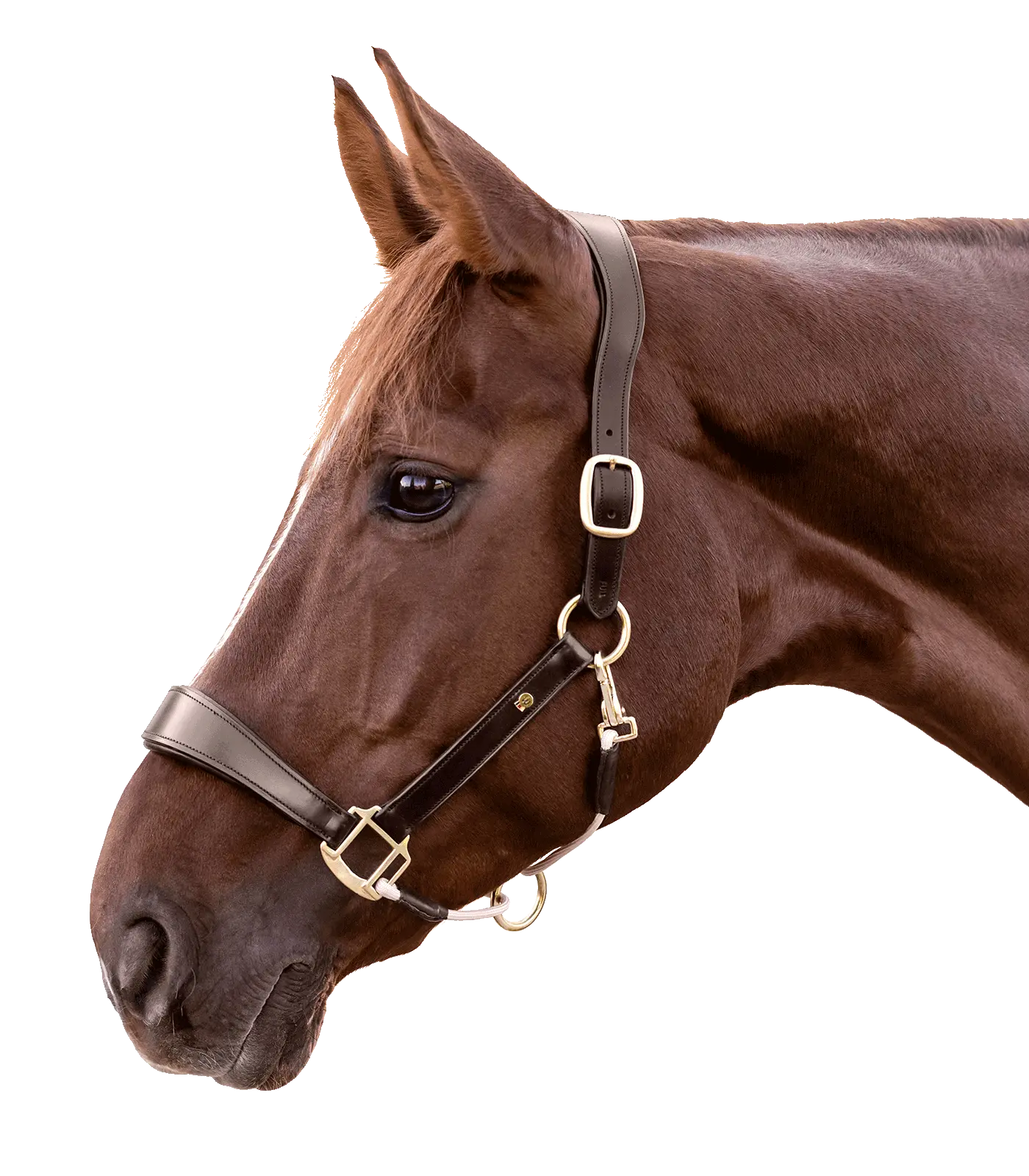 ROYAL Waldhausen S-Line leather halter