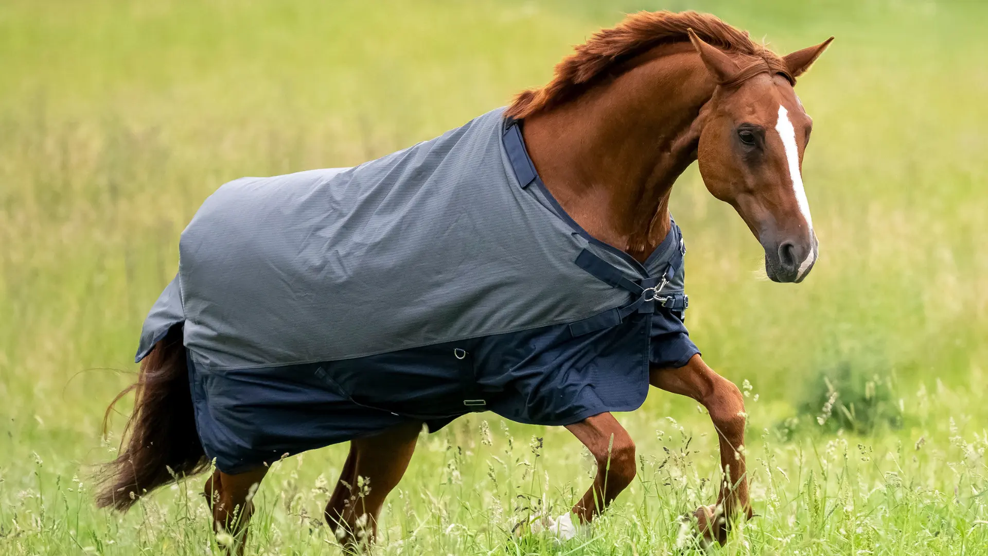 Pferd mit Decke auf der Weide