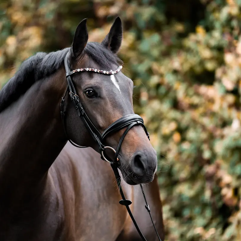 Browband BURGUNDY
