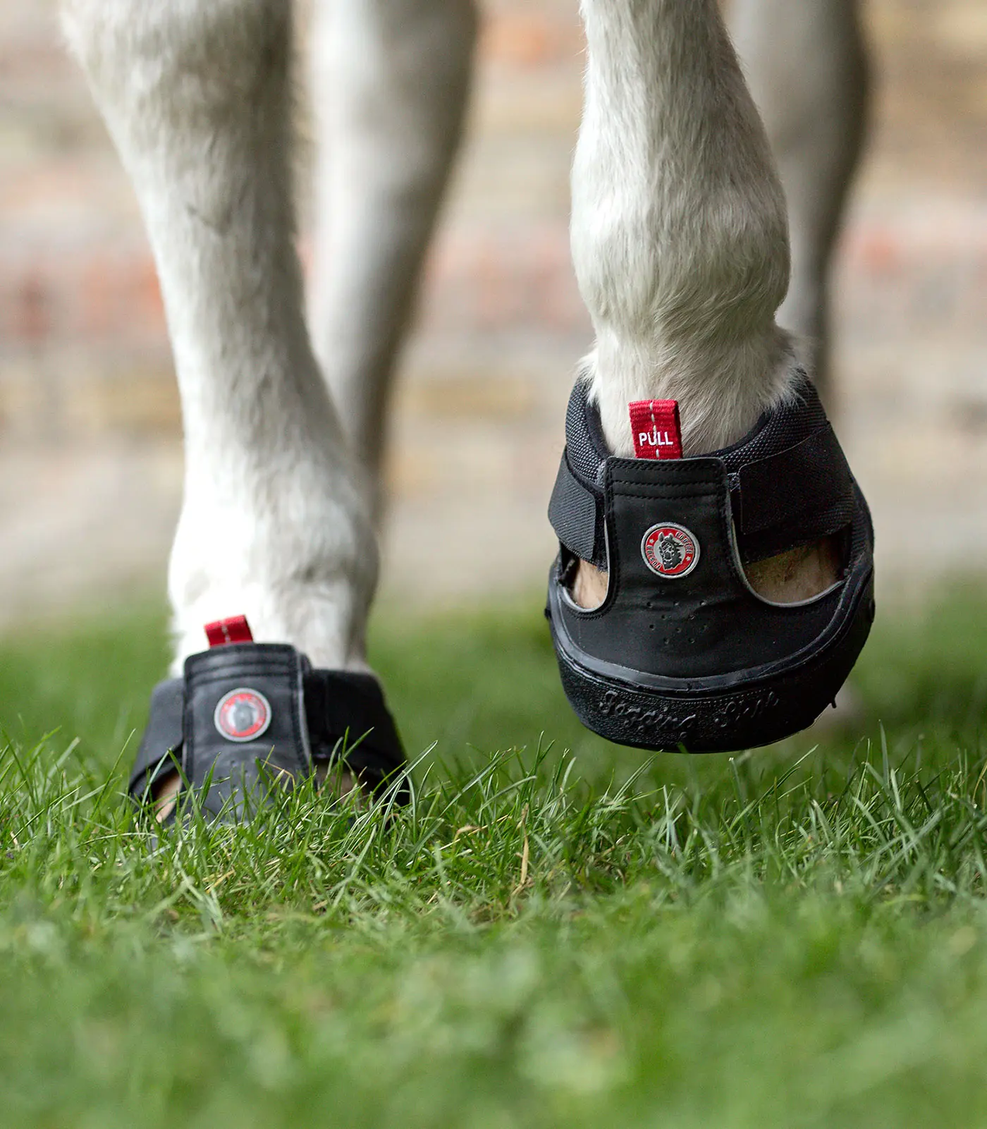 Trekking Shoe