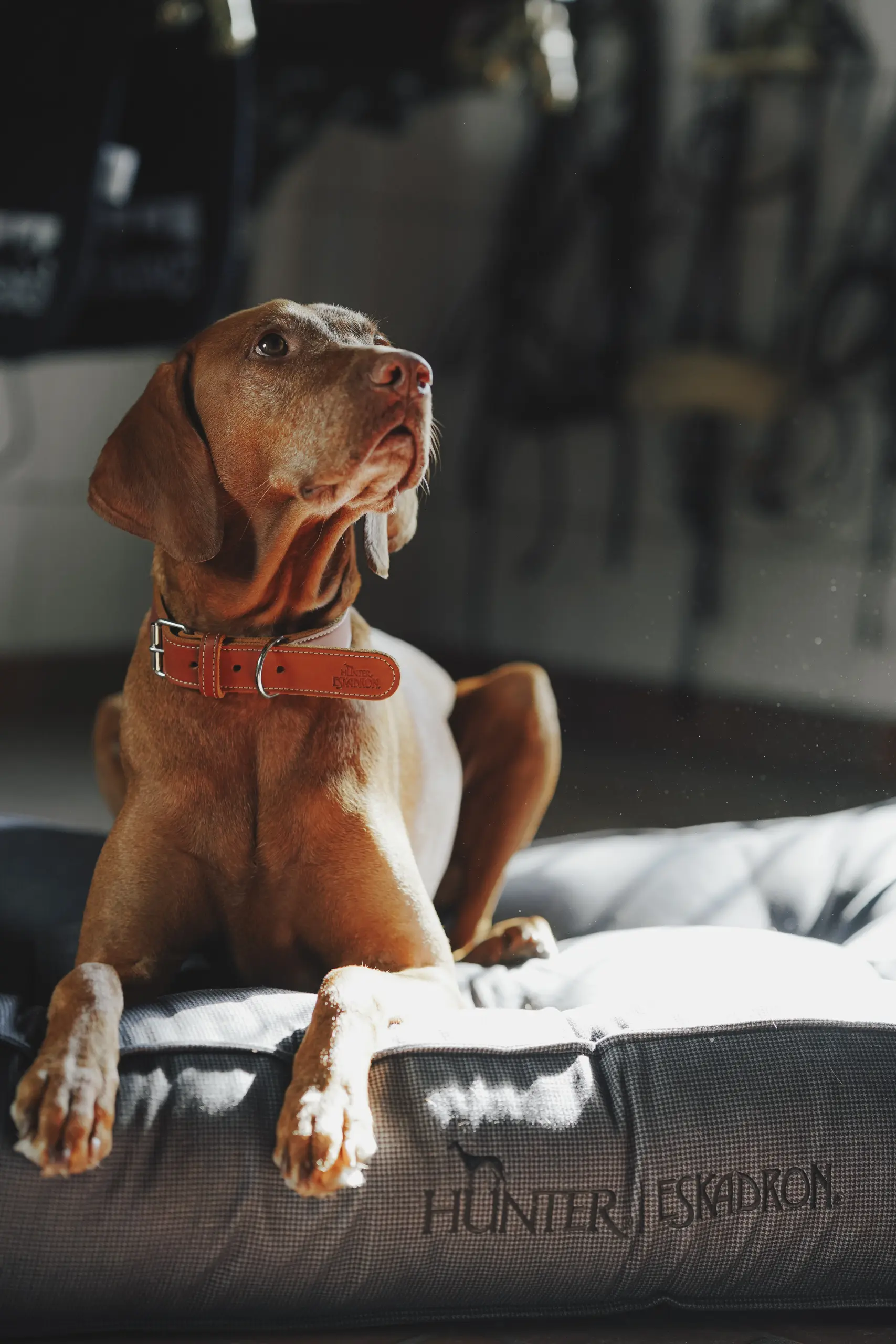 Hundebett CHESTER