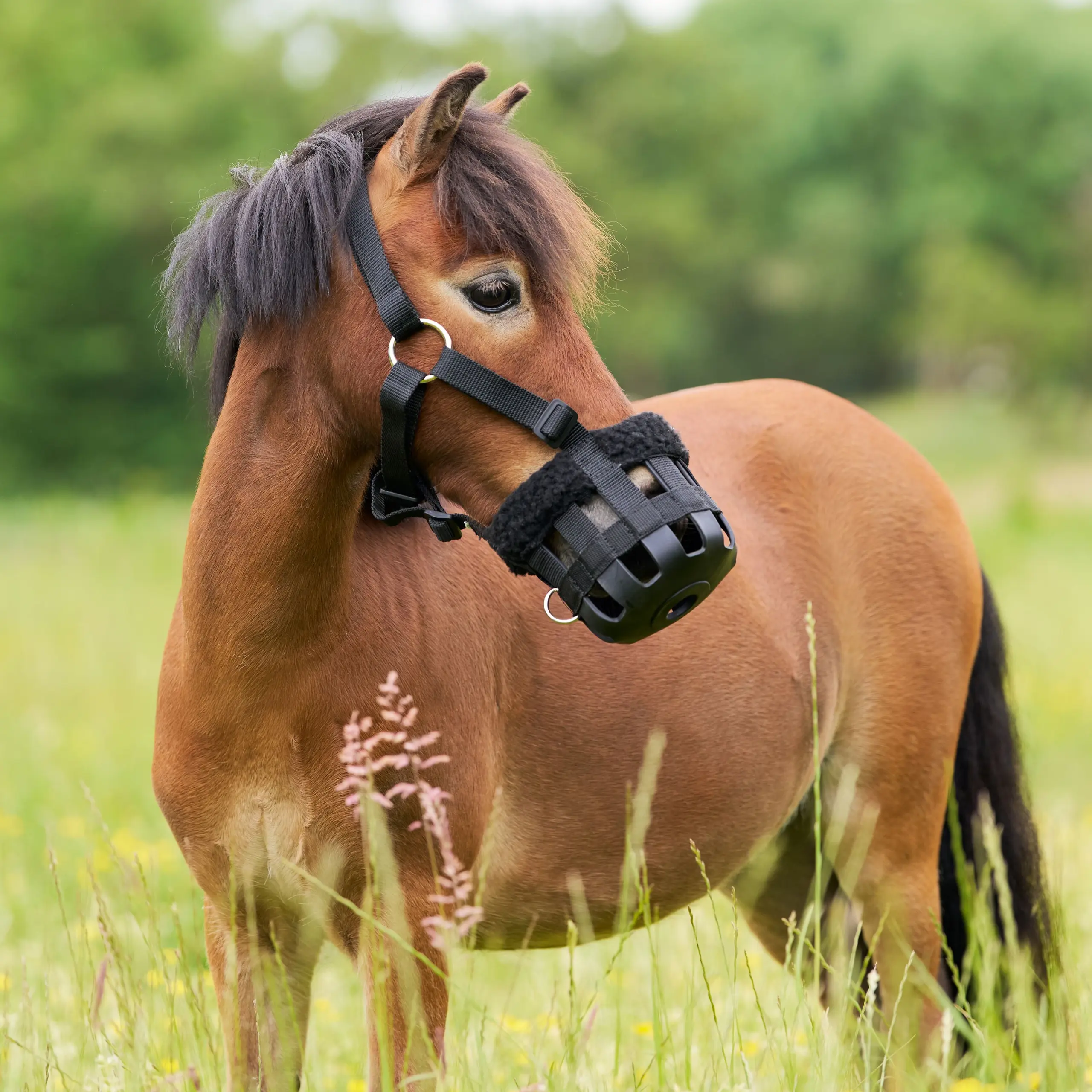 Grazing Muzzle with fur IRH Summer 2026