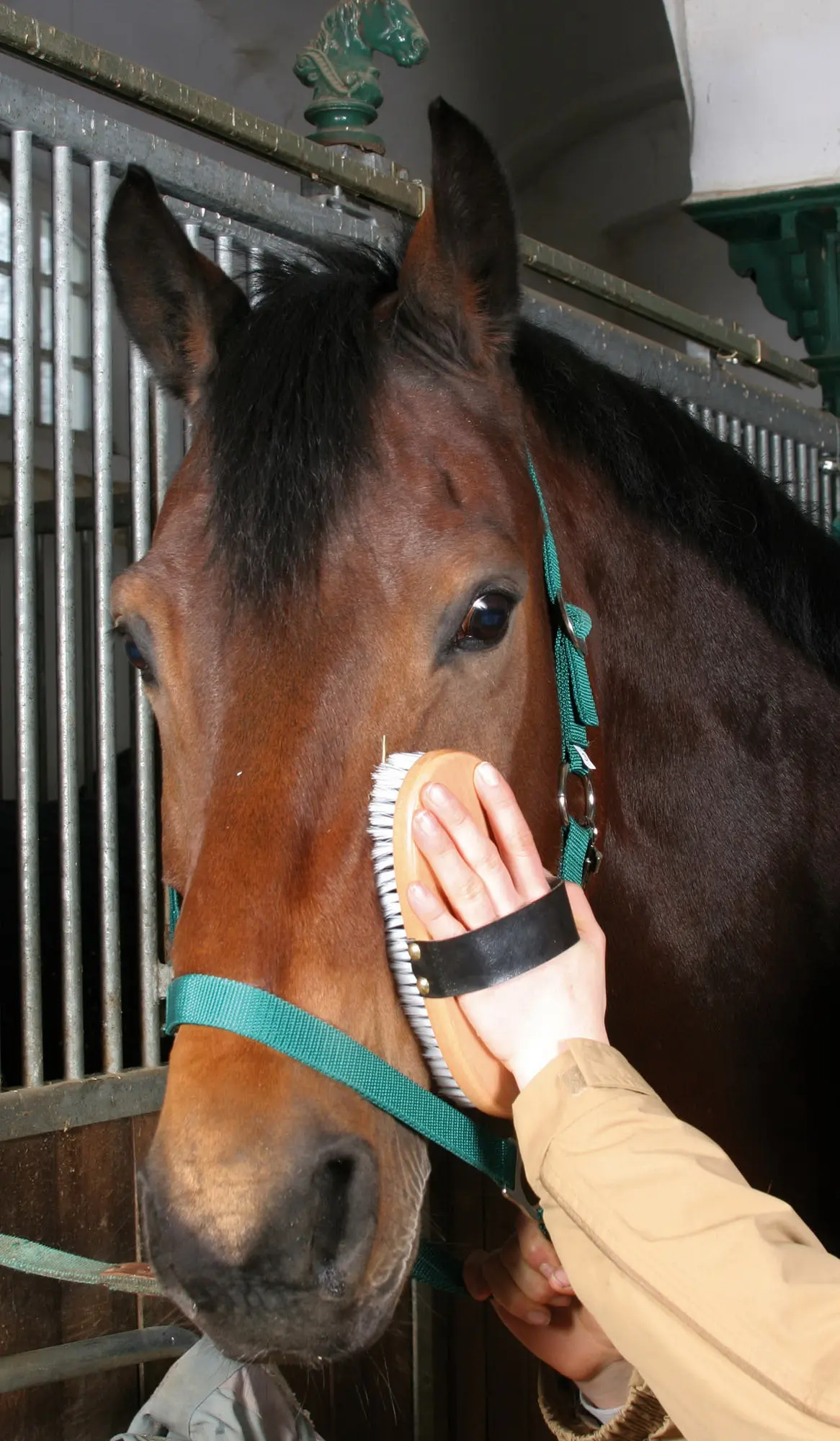Horse brush Brush & Co