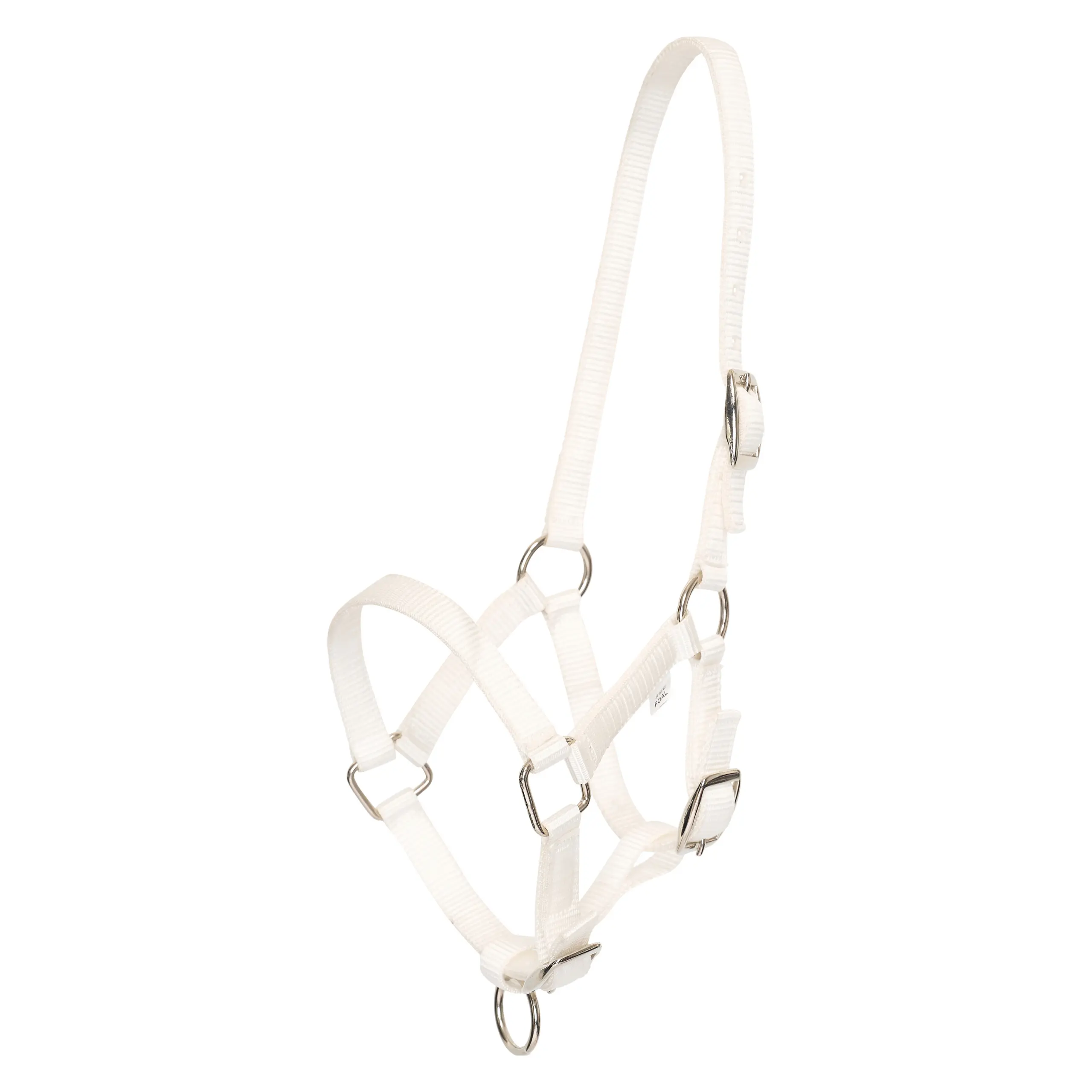 Halter foal HVPNena winter 2025