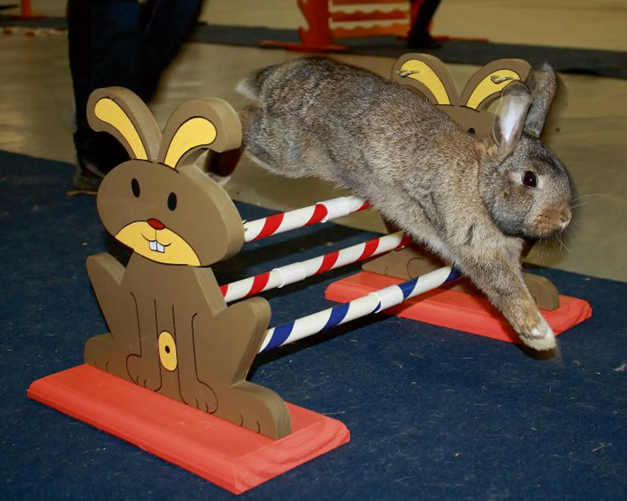 Agility Rodent Obstacles 62 x 33 x 34 cm