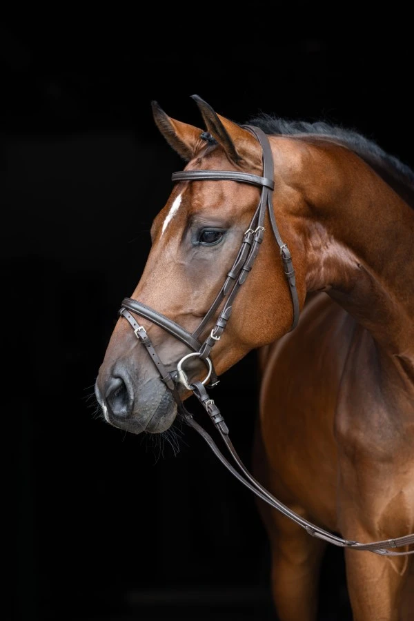 Bridle STANDARD