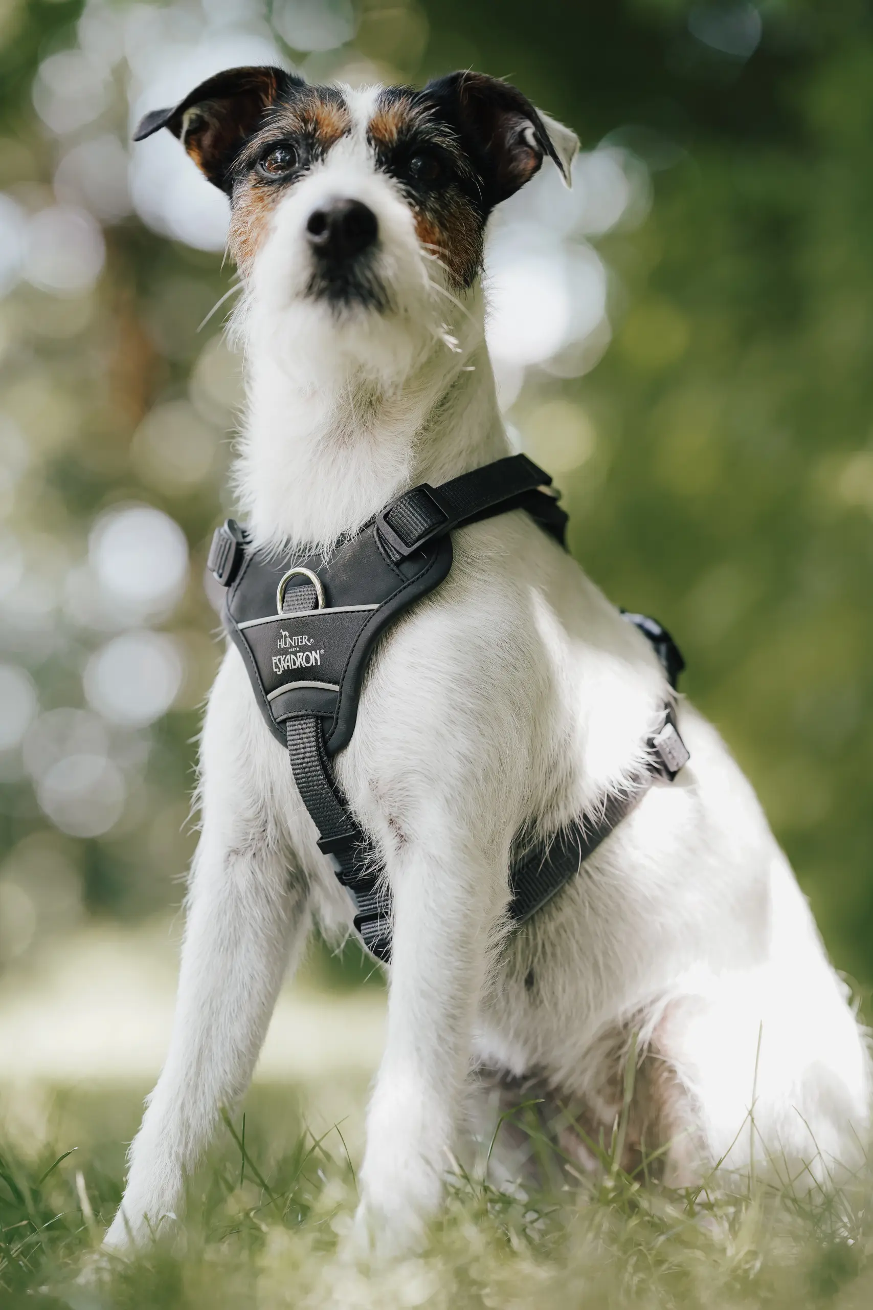 Dog harness MOTION