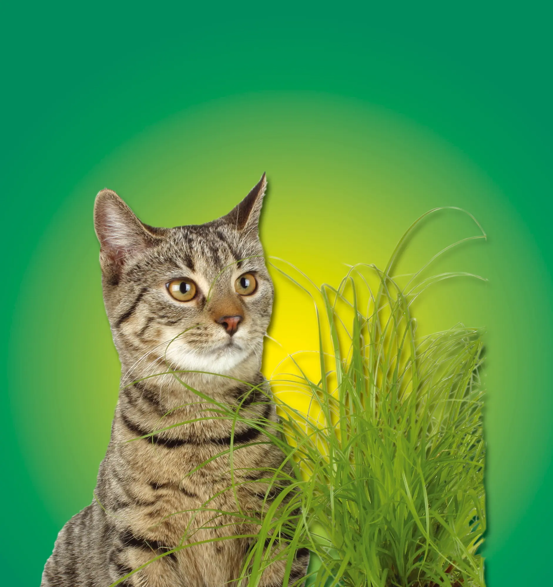 cat grass 100 g