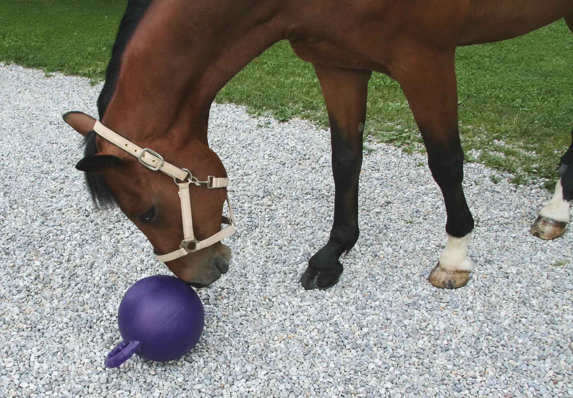 Pferdespielball