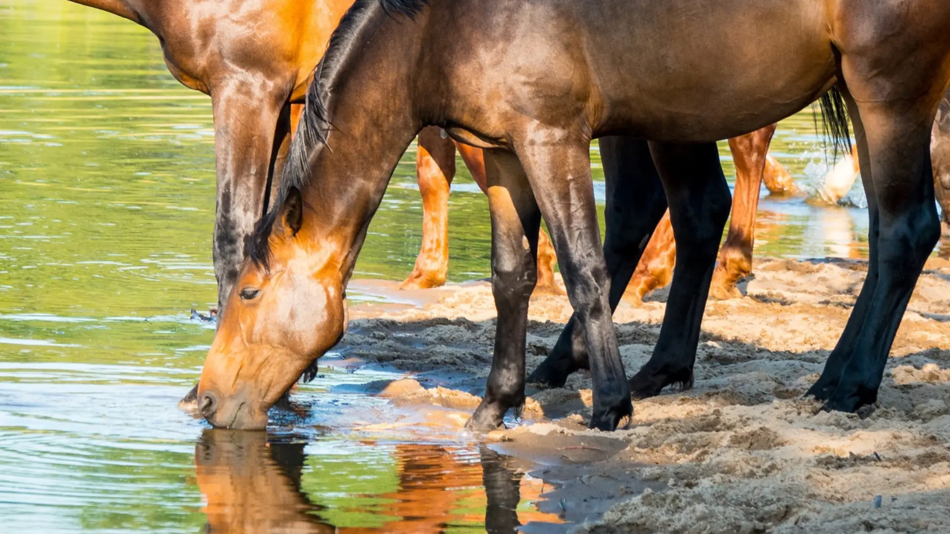 Pferde trinken Wasser aus einem See, um den Flüssigkeitshaushalt auszugleichen